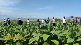 Petani tembakau mengikuti pelatihan pengendalian OPT yang digelar Diperta Kabupaten Probolinggo.