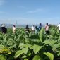 Petani tembakau mengikuti pelatihan pengendalian OPT yang digelar Diperta Kabupaten Probolinggo.