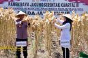 Kapolda Jatim Irjen Nanang Avianto dan Bupati Banyuwangi Ipuk Fiestiandani memimpin panen raya jagung serentak di Lingkungan Wonosari, Kelurahan Sobo, Banyuwangi, Sabtu (27/9/2025).