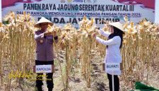 Kapolda Jatim Irjen Nanang Avianto dan Bupati Banyuwangi Ipuk Fiestiandani memimpin panen raya jagung serentak di Lingkungan Wonosari, Kelurahan Sobo, Banyuwangi, Sabtu (27/9/2025).