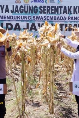 Banyuwangi Gelar Panen Raya Jagung Serentak Kuartal III Dukung Program Swasembada Pangan Nasional