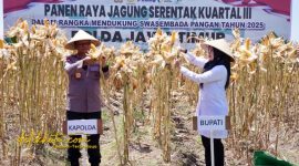 Kapolda Jatim Irjen Nanang Avianto dan Bupati Banyuwangi Ipuk Fiestiandani memimpin panen raya jagung serentak di Lingkungan Wonosari, Kelurahan Sobo, Banyuwangi, Sabtu (27/9/2025).
