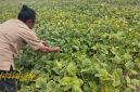 Petani Desa Babbalan, Kecamatan Batuan, Sumenep, tengah memanen kacang hijau di lahan pertanian mereka.