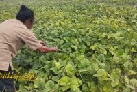 Petani Desa Babbalan, Kecamatan Batuan, Sumenep, tengah memanen kacang hijau di lahan pertanian mereka.