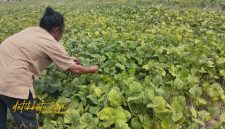 Petani Desa Babbalan, Kecamatan Batuan, Sumenep, tengah memanen kacang hijau di lahan pertanian mereka.
