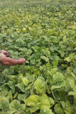 Harga Kacang Hijau di Sumenep Stabil, Petani Babbalan Mulai Panen