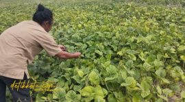 Petani Desa Babbalan, Kecamatan Batuan, Sumenep, tengah memanen kacang hijau di lahan pertanian mereka.