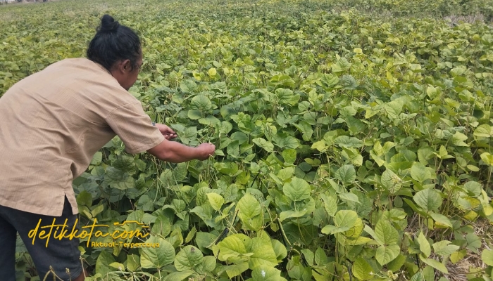 Petani Desa Babbalan, Kecamatan Batuan, Sumenep, tengah memanen kacang hijau di lahan pertanian mereka.