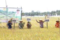 Kapolres Sumenep AKBP Rivanda, S.I.K. bersama Forkopimda saat mengikuti panen raya padi musim tanam ke-3 di Desa Bunpenang, Kecamatan Dungkek.