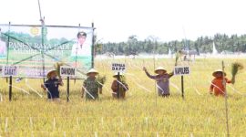 Kapolres Sumenep AKBP Rivanda, S.I.K. bersama Forkopimda saat mengikuti panen raya padi musim tanam ke-3 di Desa Bunpenang, Kecamatan Dungkek.