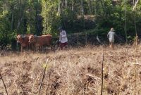 Petani di Desa Pakandangan Barat, Kecamatan Bluto, mulai menanam jagung di awal musim hujan.