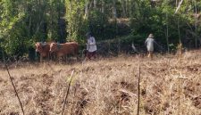 Petani di Desa Pakandangan Barat, Kecamatan Bluto, mulai menanam jagung di awal musim hujan.