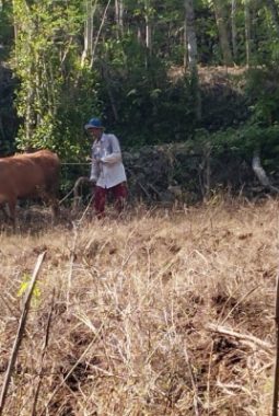 Awal Musim Hujan, Petani di Sumenep Mulai Tanam Jagung