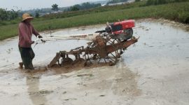 Petani di Kabupaten Sumenep mulai mengolah lahan sawah menjelang musim tanam padi.
