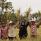 Bupati Banyuwangi Ipuk Fiestiandani bersama jajaran Forkopimda meninjau area panen padi di Banyuwangi.