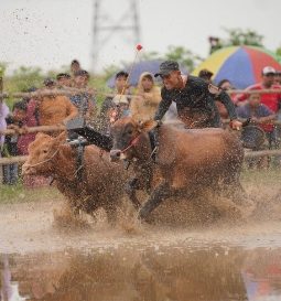 Kerapan Sapi Brujul Probolinggo 2025 Tampilkan Adu Cepat di Lintasan Berlumpur