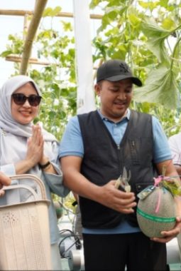 Panen Raya Melon Hidroponik, Bupati Tekankan Pentingnya Pemetaan Pasar