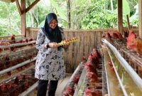 Bupati Banyuwangi Ipuk Fiestiandani saat meninjau peternakan ayam petelur Desa Pakel dalam program Bunga Desa.
