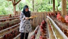 Bupati Banyuwangi Ipuk Fiestiandani saat meninjau peternakan ayam petelur Desa Pakel dalam program Bunga Desa.