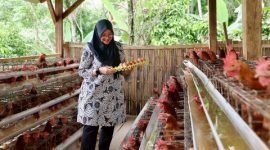 Bupati Banyuwangi Ipuk Fiestiandani saat meninjau peternakan ayam petelur Desa Pakel dalam program Bunga Desa.