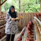 Bupati Banyuwangi Ipuk Fiestiandani saat meninjau peternakan ayam petelur Desa Pakel dalam program Bunga Desa.