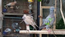 burung hibrida hasil budidaya yang dikembangkan secara mandiri di Desa Sumbersuko.