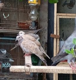 Warga Desa Sumbersuko Kembangkan Peternakan Burung Hibrida Berbasis Usaha Mandiri