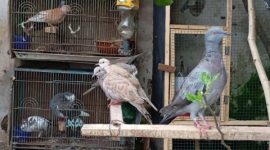 burung hibrida hasil budidaya yang dikembangkan secara mandiri di Desa Sumbersuko.