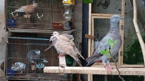 foto slider headline