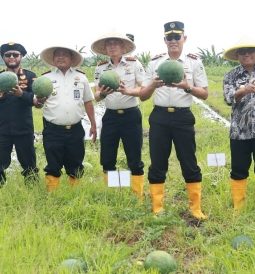 Dari Lapas untuk Ketahanan Pangan, Panen Semangka Libatkan Warga Binaan Banyuwangi