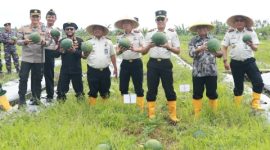 Wakil Bupati Banyuwangi Mujiono bersama jajaran Ditjen Pemasyarakatan saat panen raya semangka di Lahan SAE Lapas Banyuwangi.