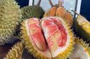 Durian Merah Banyuwangi yang diterbitkan Kementerian Hukum.