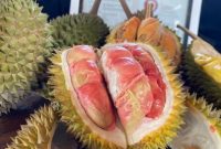 Durian Merah Banyuwangi yang diterbitkan Kementerian Hukum.