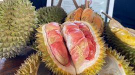 Durian Merah Banyuwangi yang diterbitkan Kementerian Hukum.