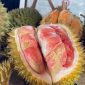 Durian Merah Banyuwangi yang diterbitkan Kementerian Hukum.