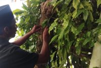 Petani saat panen cabe jamu.