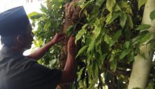 Petani saat panen cabe jamu.