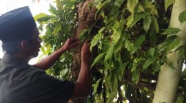 Petani saat panen cabe jamu.