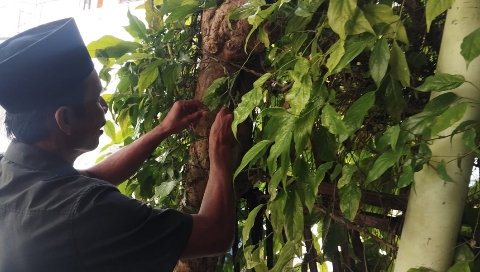 Petani saat panen cabe jamu.