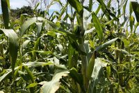 Salah satu lahan pertanian jagung di desa saur Saebus kecamatan Sapeken