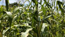 Salah satu lahan pertanian jagung di desa saur Saebus kecamatan Sapeken