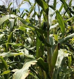 Tanpa Dukungan BUMDes, Petani Desa Saur Saebus Berhasil Panen Jagung
