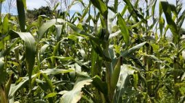 Salah satu lahan pertanian jagung di desa saur Saebus kecamatan Sapeken