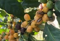 Kopi Arabika Yellow Caturra dan Yellow Bourbon di lereng Gunung Raung, Kecamatan Kalibaru, Banyuwangi, yang dikembangkan sebagai kopi premium berorientasi ekspor.