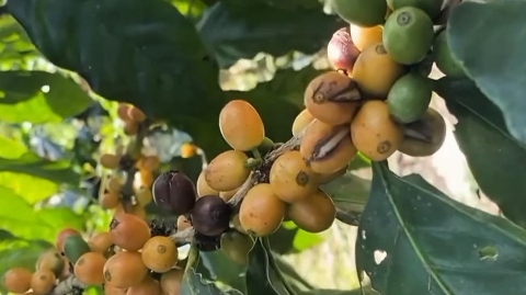 Kopi Arabika Yellow Caturra dan Yellow Bourbon di lereng Gunung Raung, Kecamatan Kalibaru, Banyuwangi, yang dikembangkan sebagai kopi premium berorientasi ekspor.