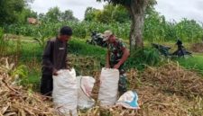 Babinsa Koramil 0827/12 Dasuk, Serka M. Umar, mendampingi petani saat panen jagung di Desa Slopeng, Kecamatan Dasuk, Kabupaten Sumenep, Jumat (6/2/2026).