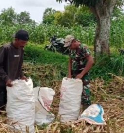 TNI AD melalui Babinsa Koramil Dasuk Dampingi Panen Jagung Petani