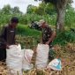 Babinsa Koramil 0827/12 Dasuk, Serka M. Umar, mendampingi petani saat panen jagung di Desa Slopeng, Kecamatan Dasuk, Kabupaten Sumenep, Jumat (6/2/2026).