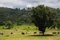 Kawasan wisata alam Taman Nasional Alas Purwo di Banyuwangi. 