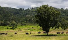 Taman Nasional Alas Purwo Ditutup Dua Hari Saat Idulfitri 2026
